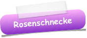 Rosenschnecke